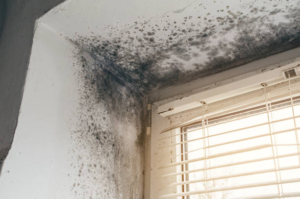 Affordable Mold Cleanup solutions in Secaucus, NJ